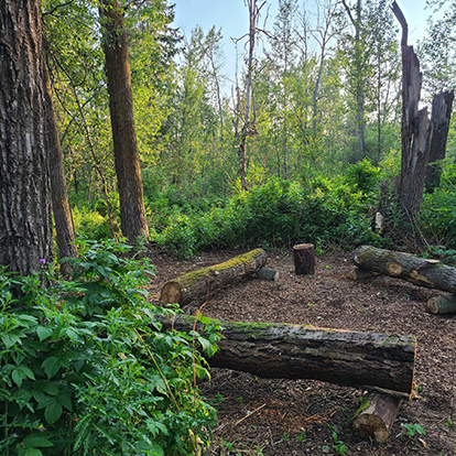 Payhonin Forest